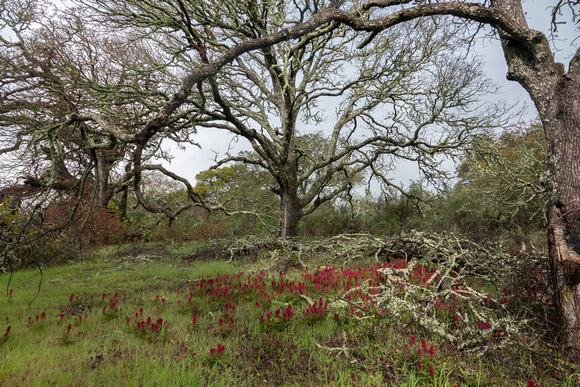 Warrior's Plume beneath Valley Oaks