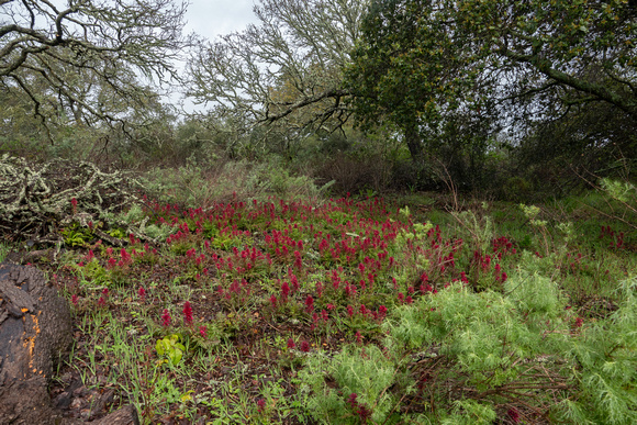 Warrior's Plume beneath Valley Oaks