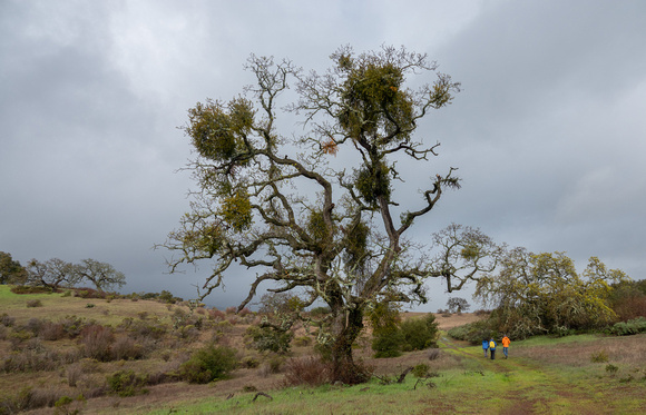 Valley Oak with Mistletoe