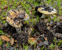 Mushrooms Burst Forth