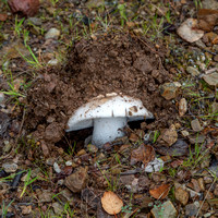 Mushroom Pushes Up