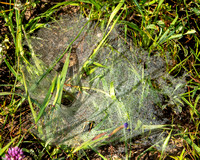 Spiderweb with Dew