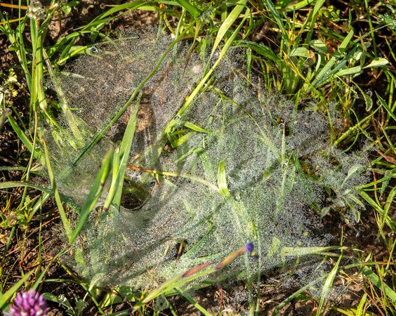 Spiderweb with Dew