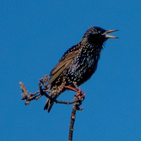 European Starling (Sturnus vulgaris) Sings Again