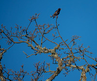 European Starling (Sturnus vulgaris) Sings Again (Wider View)