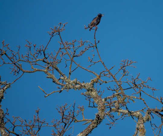 European Starling (Sturnus vulgaris) Sings Again (Wider View)