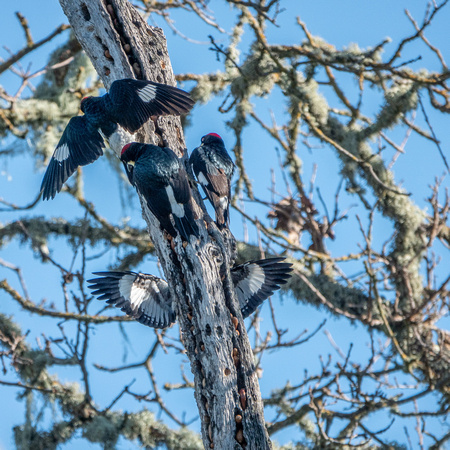 Acorn Woodpeckers Find Another Granary Tree