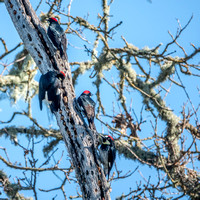 Acorn Woodpeckers Find Another Granary Tree