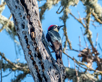 Male Acorn Woodpecker in Granary Tree