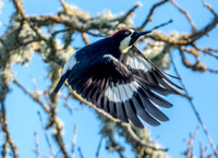 Male Acorn Woodpecker in Flight