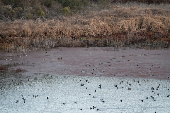 Ducks and Geese in Low Searsville Lake