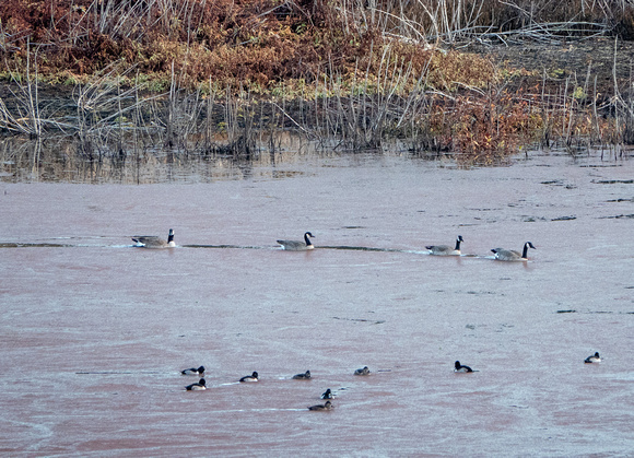 Ducks and Geese in Low Searsville Lake