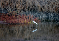 12/13/2022 Snowy Egret on Searsville Lake