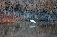 Snowy Egret (Egretta thula) Lands on Searsville Lake