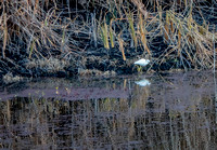 Snowy Egret (Egretta thula) on Searsville Lake