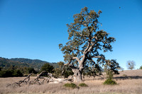Visitors' Valley Oak with Moon and Acorn Woodpecker