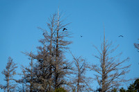 Crows Depart Struggling Douglas Firs