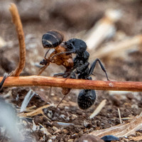 7/5/2022 Harvester Ants are Active in Autumn