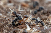 Busy Harvester Ants
