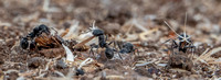 Busy Harvester Ants