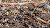 Harvester Ants Cleaning Up