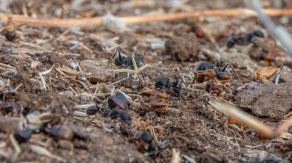 Harvester Ants Cleaning Up