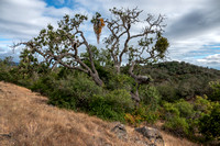 Valley Oak with Mistletoe in Serpentine