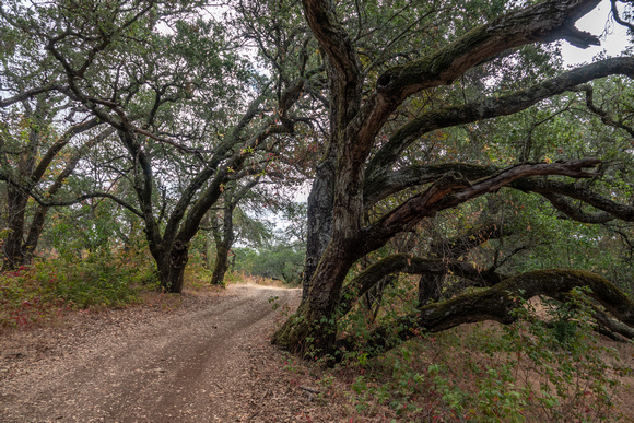 Oak Woodland