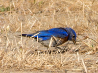 Male Western Bluebird (Sialia mexicana) Feeding