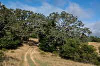 Welcoming Valley Oaks (Quercus lobata)