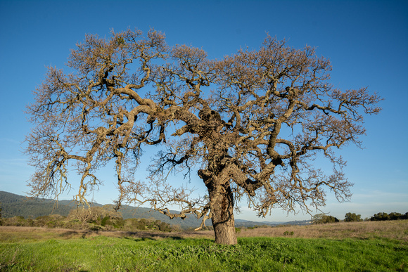 Lone Valley Oak (Quercus lobata) and Skyline