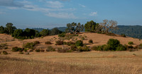 Grassland, Chaparral, Oaks, and Windy Hill