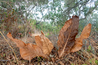 Dry Leaves of Smooth Mule Ears (Wytheia glabra)