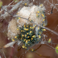 Spiderlings Emerge