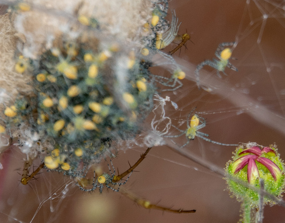 Watchful Adult Protects Emerging Spiderlings