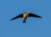 Violet-green Swallow (Tachycineta thalassina) in Flight