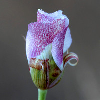 Clay Mariposa Lily (Calochortus argillosus)
