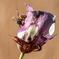 Western Honeybee (Apis mellifera) (?) Visits Clay Mariposa Lily (Calochortus argillosus)