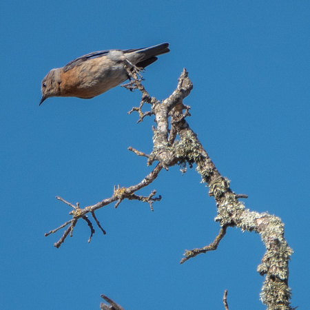 Western Bluebird (Sialia mexicana) Taking Off