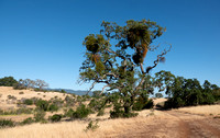 "Mistletoe Oak"