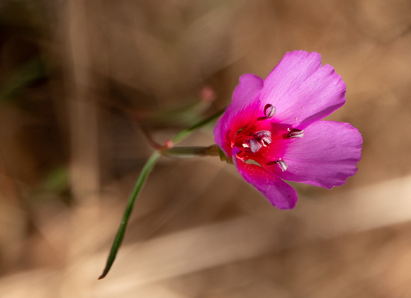 Farewell-to-Spring (Clarkia rubicunda)