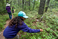 Cape Cod Atlantic White Cedar Swamp