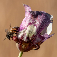 Western Honeybee (Apis mellifera) (?) Visits Clay Mariposa Lily (Calochortus argillosus)