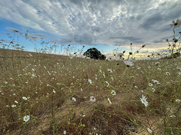 Hayfield Tarweed (Hemizonia congesta ssp. luzulifolia) In the Grsslands