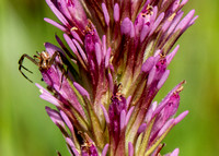 Spider on Owl's Clover (Castillejy densiflora ssp. densiflora)