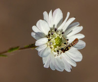 Beefly on Hayfield Tarweed (Hemizonia congesta ssp. luzifolia)
