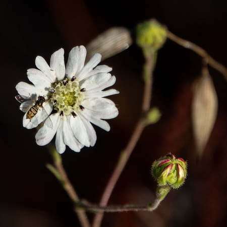 Showier Beefly on Hayfield Tarweed (Hemizonia congesta ssp. luzifolia)