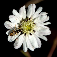 Showier Beefly on Hayfield Tarweed (Hemizonia congesta ssp. luzifolia)