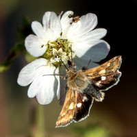 Moth on Hayfield Tarweed (Hemizonia congesta ssp. luzifolia)