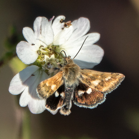 Moth on Hayfield Tarweed (Hemizonia congesta ssp. luzifolia)